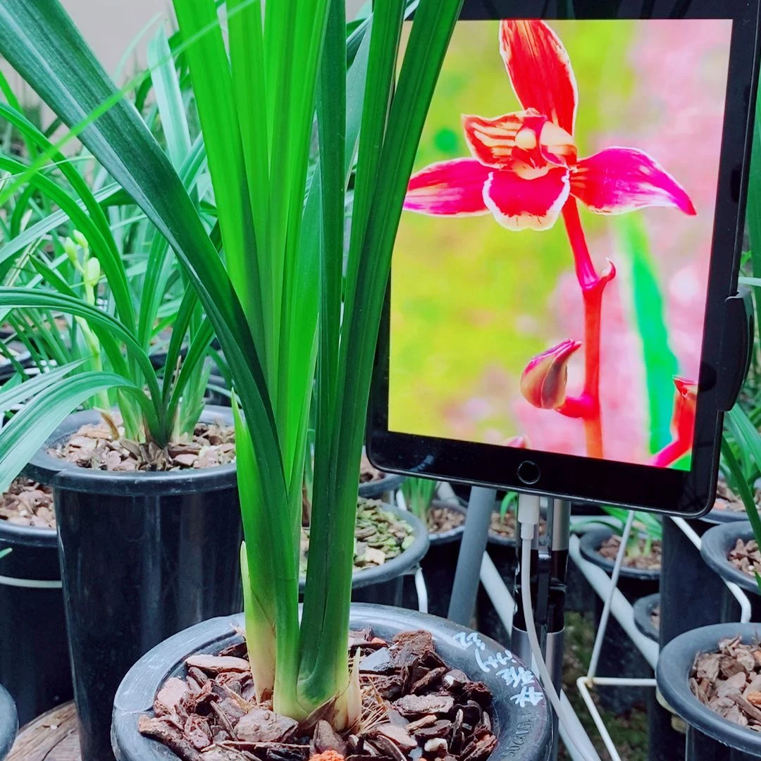 当前无花栽培后可以开花
