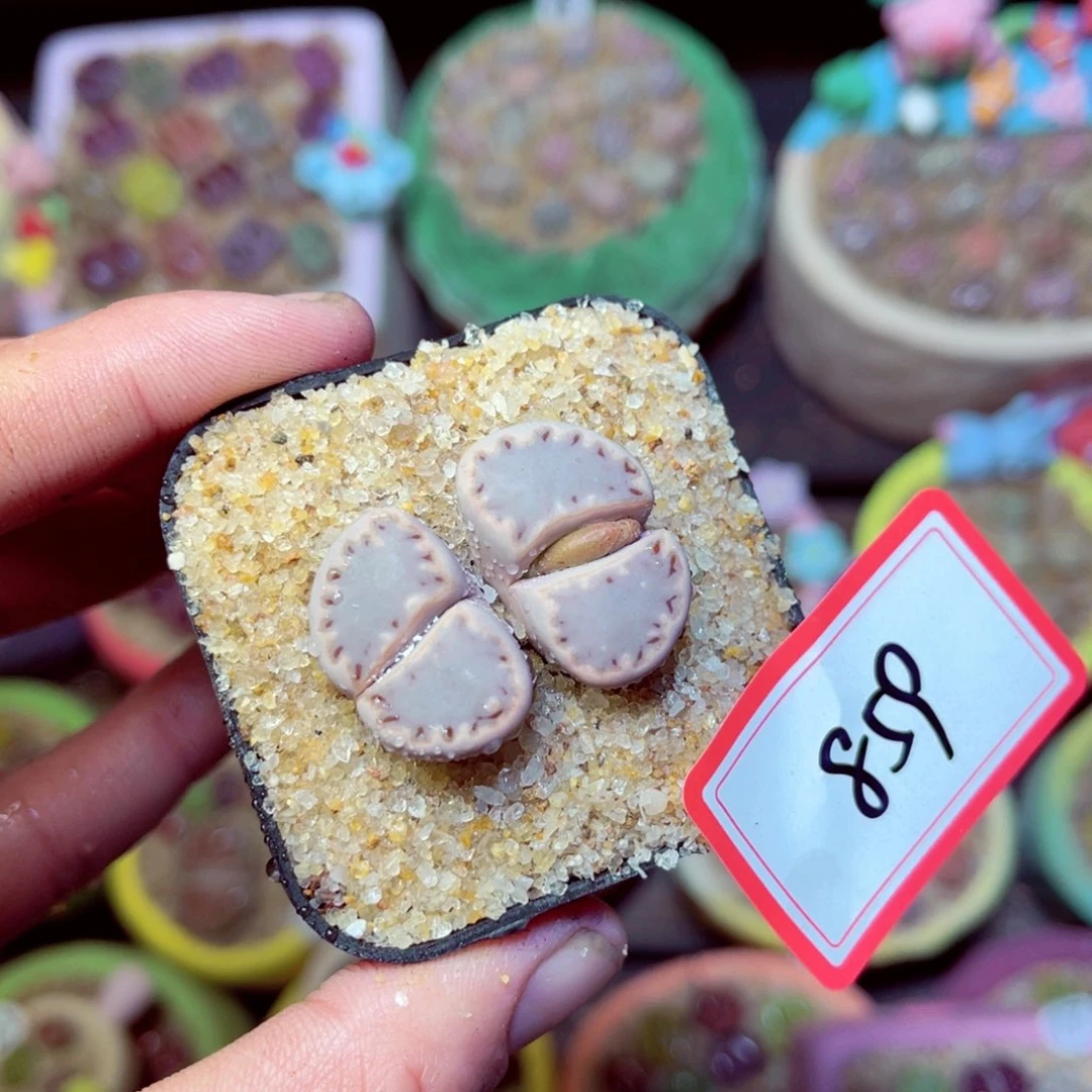 859生石花带盆发1