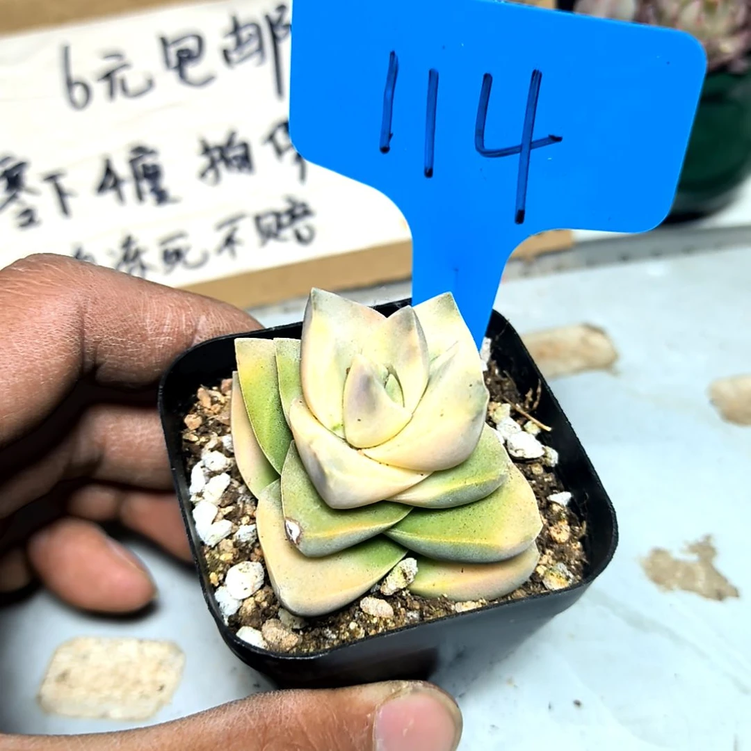 满6元包邮，姬之春锦