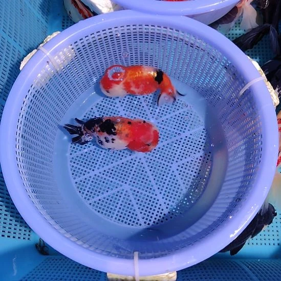 金鱼104兰寿两只特价顺丰包邮