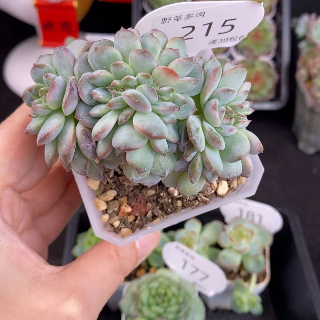 葡萄珍妮缀化一颗215号