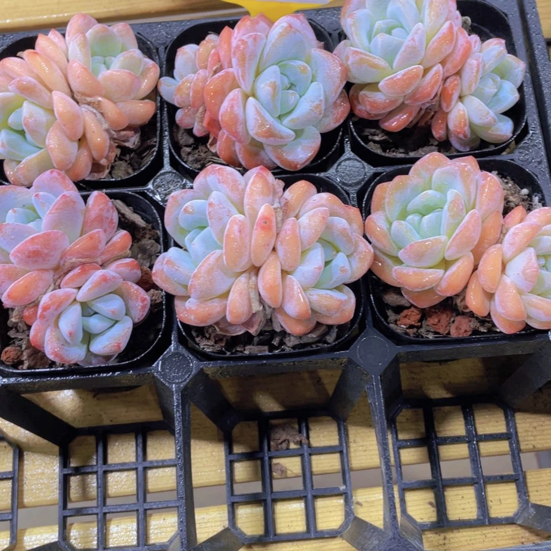 1119号 奶油发白兔双头一个