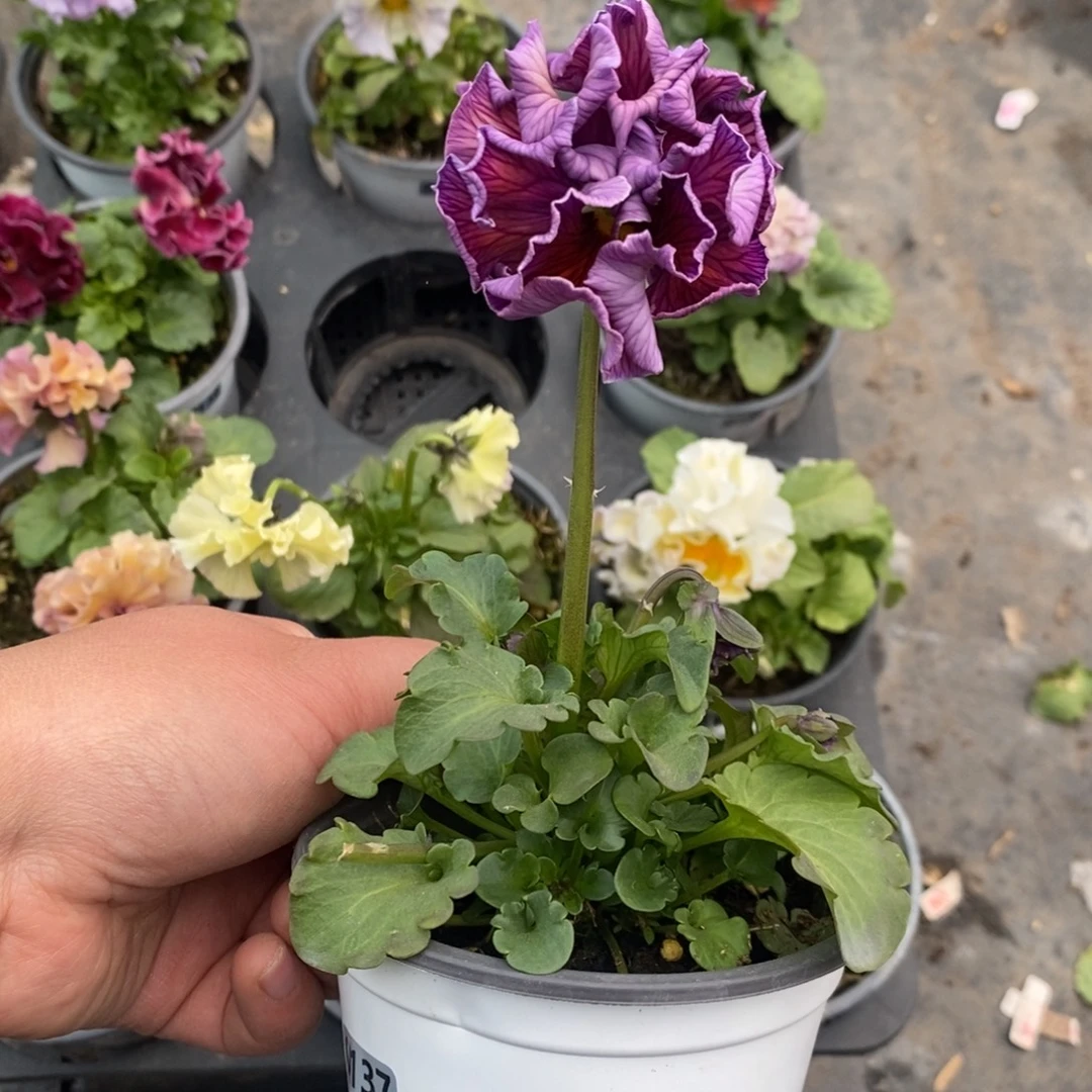 完全开放0137号不售后