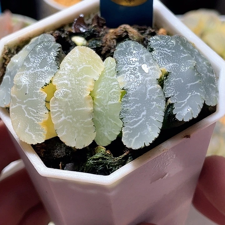 529虞姬玉扇锦亚母本