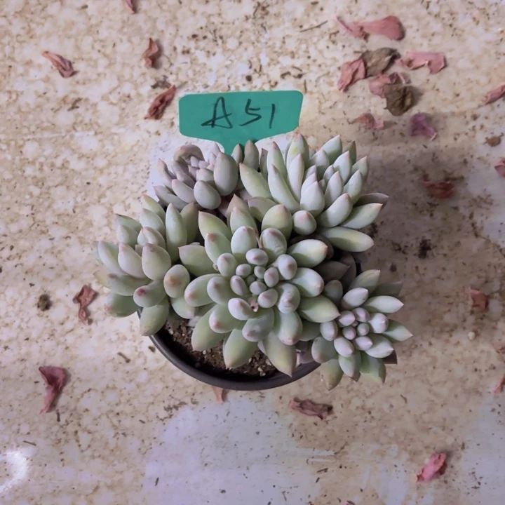 ?****?我的小可爱们都好可爱