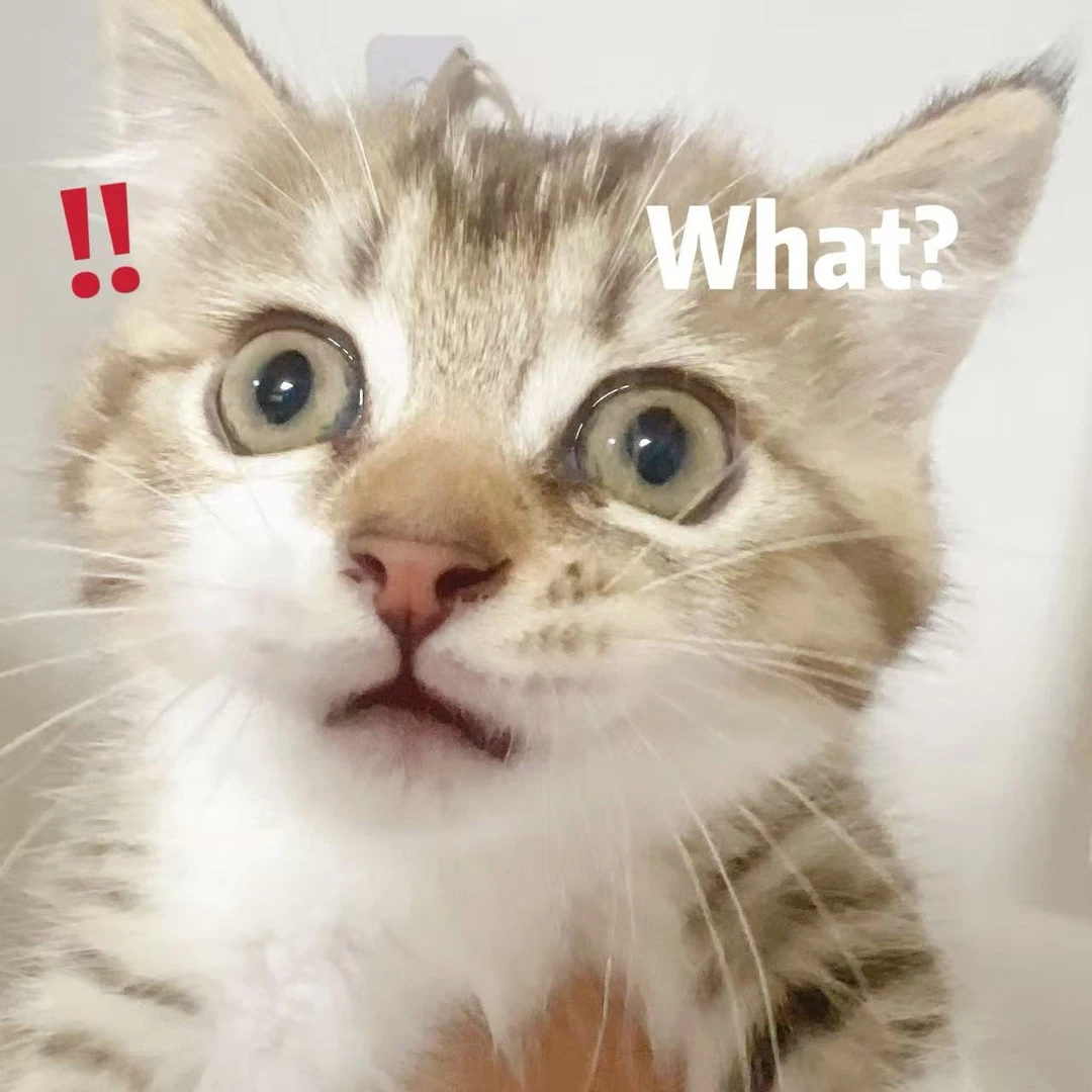 【大侠宠物专属】blue猫用主食罐头