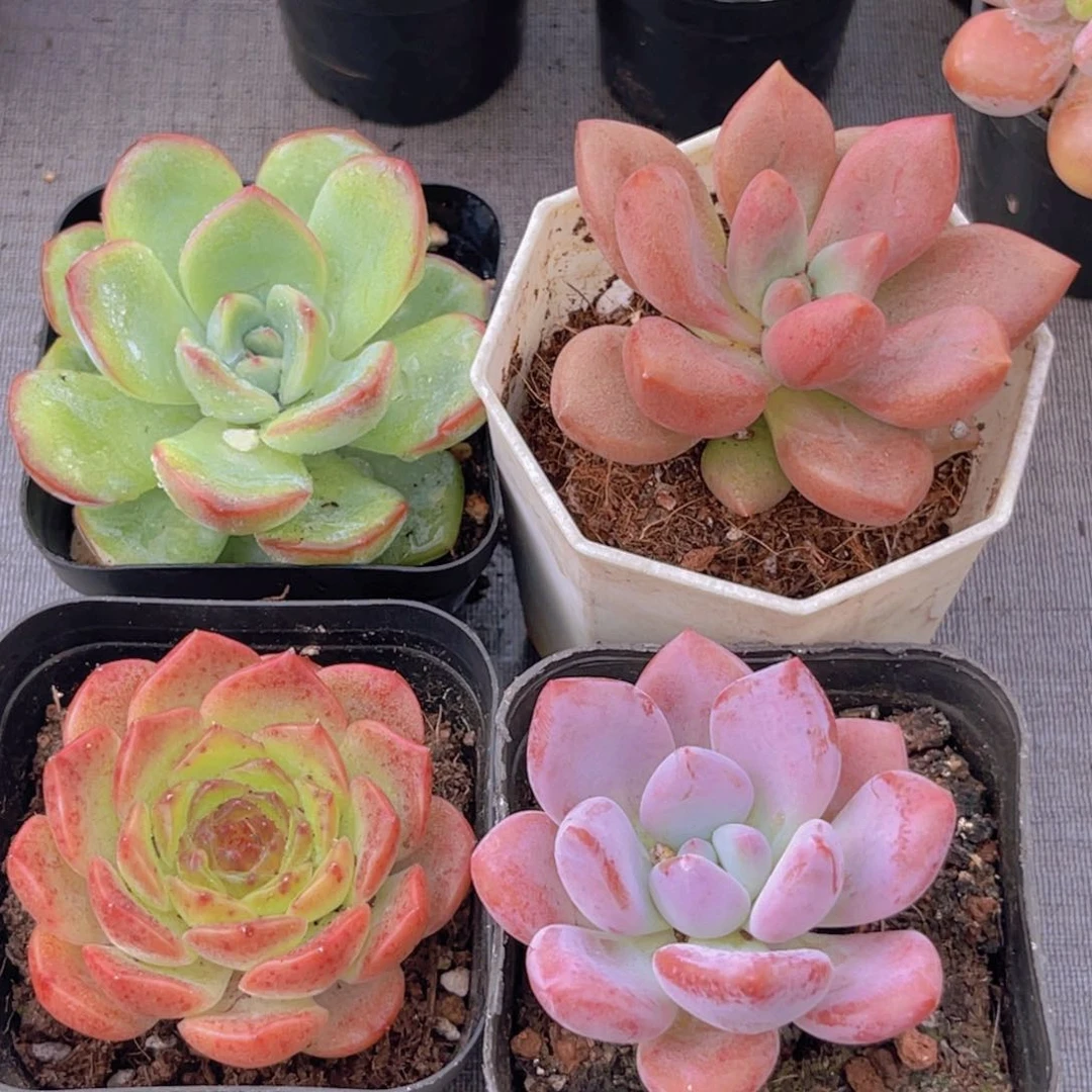 泡芙。桃花源。粉恋。奥普
