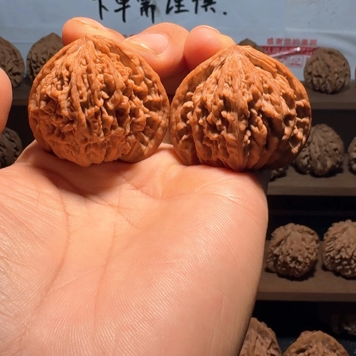 德***叔秦岭野生流星雨狮子头