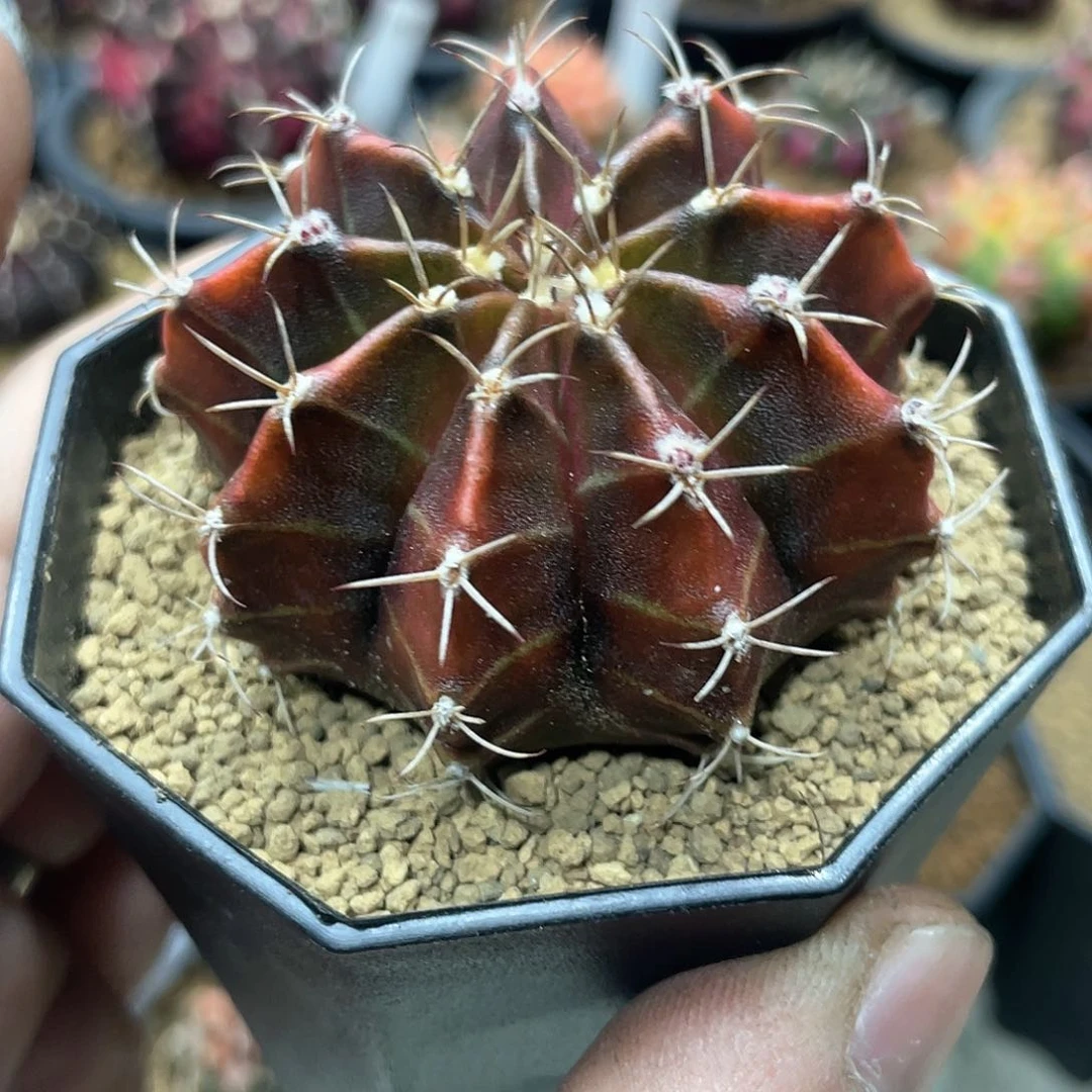 实生根系，皮色米哈