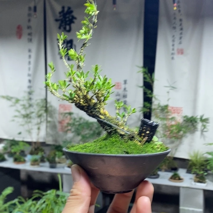 锋***道完全开放退款拉黑一物一拍38