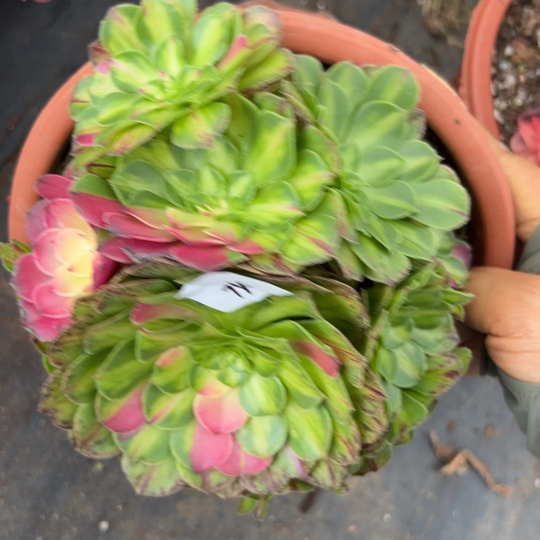 74知否多肉植物体