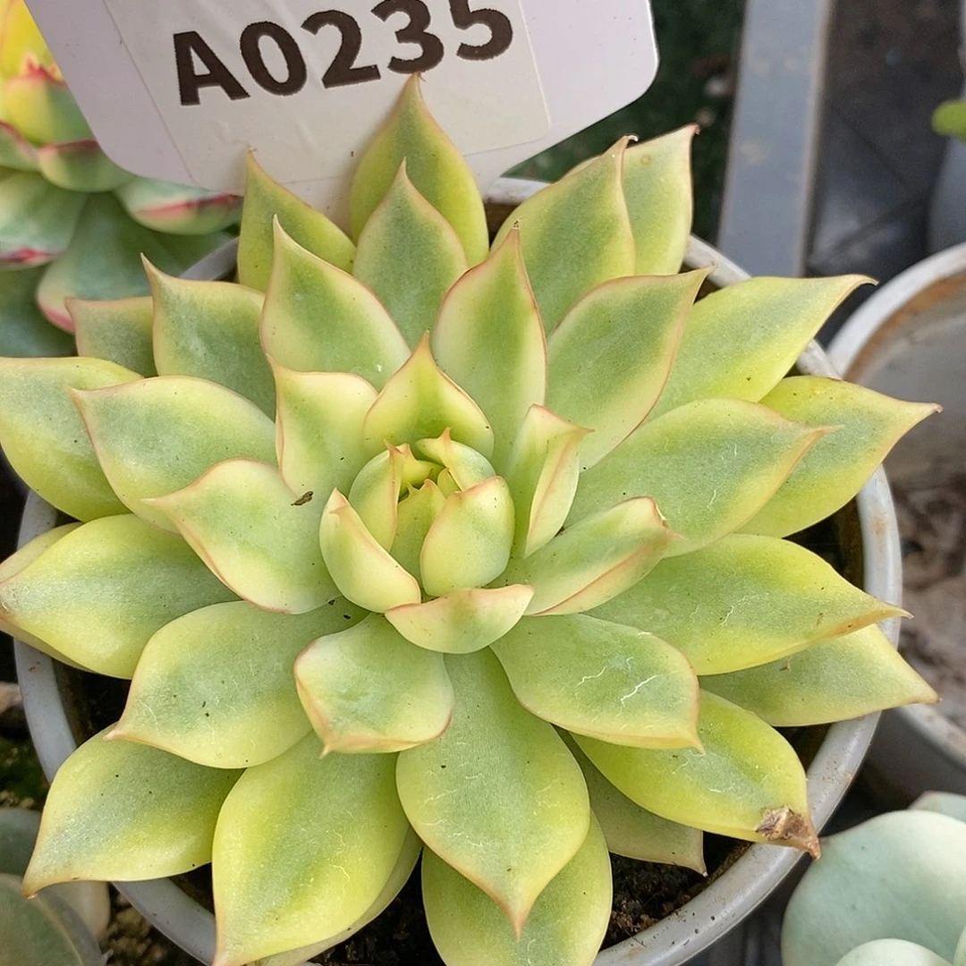 235宝莲灯哈哈哈哈哈