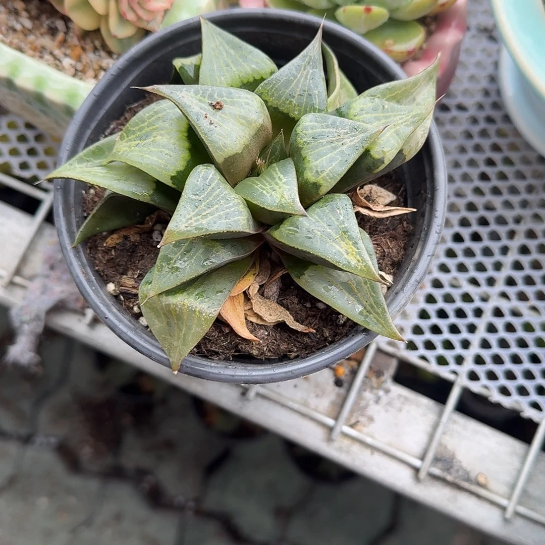 康平寿多肉植物精品
