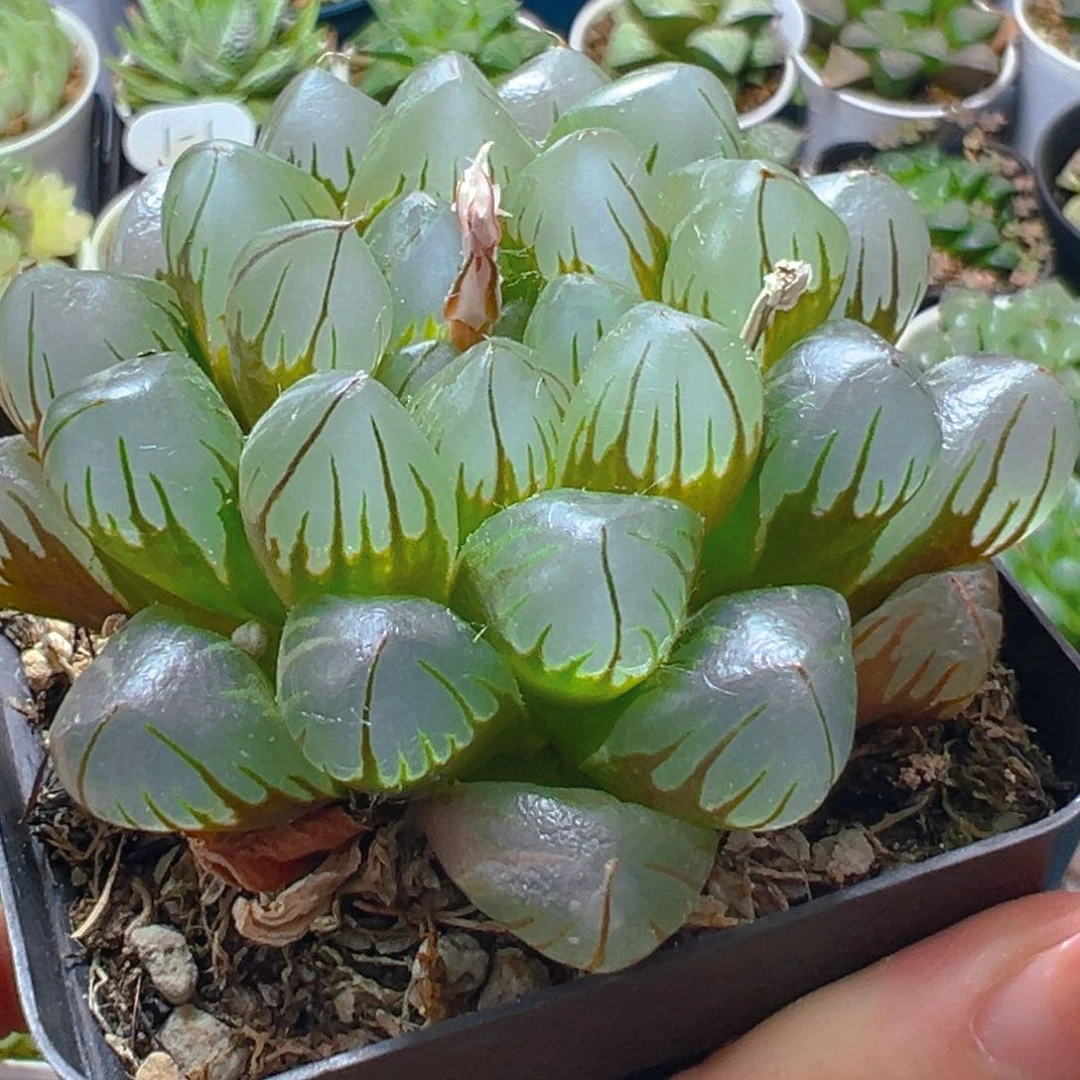 水晶玉露多肉多肉多肉1