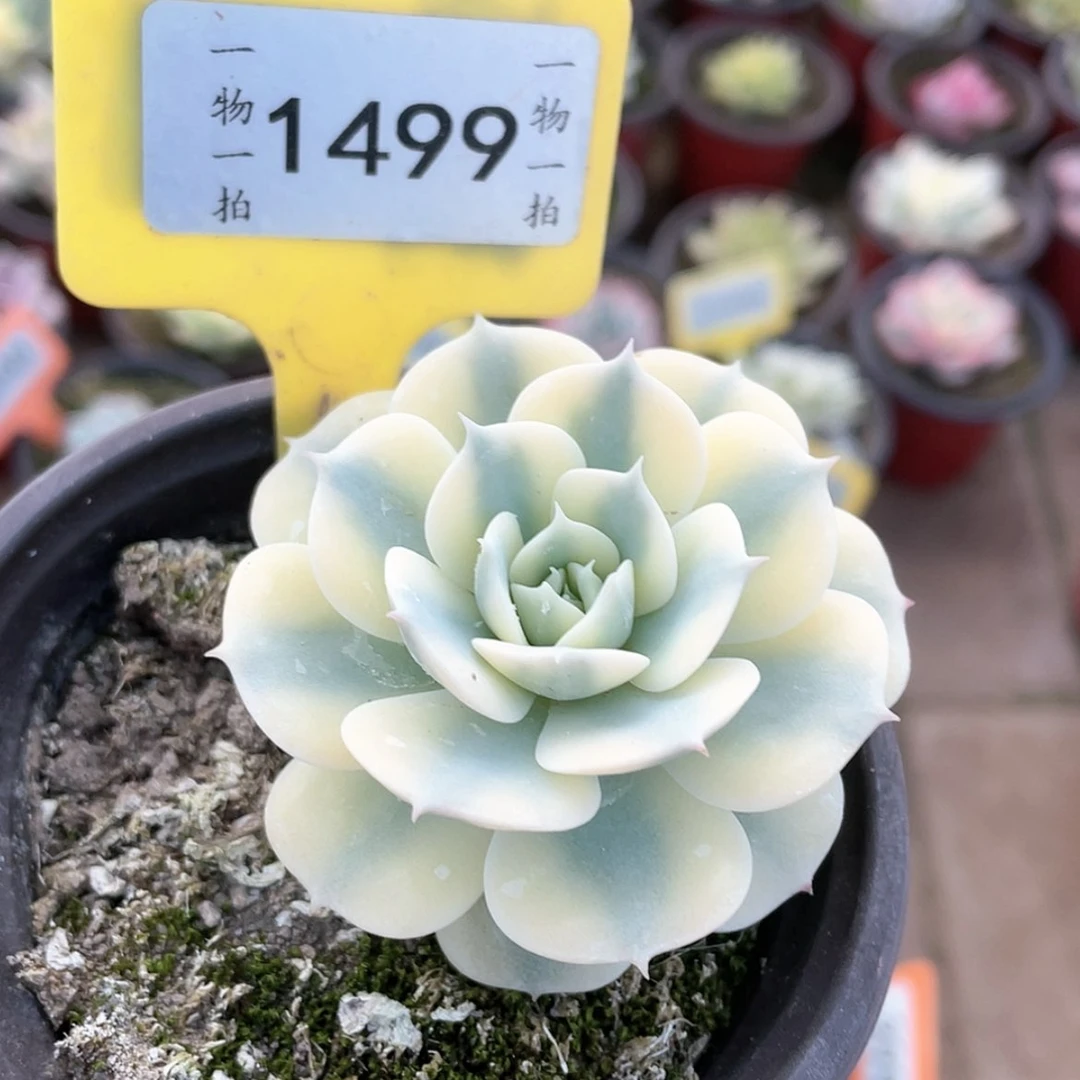 【闪购商品】1499号