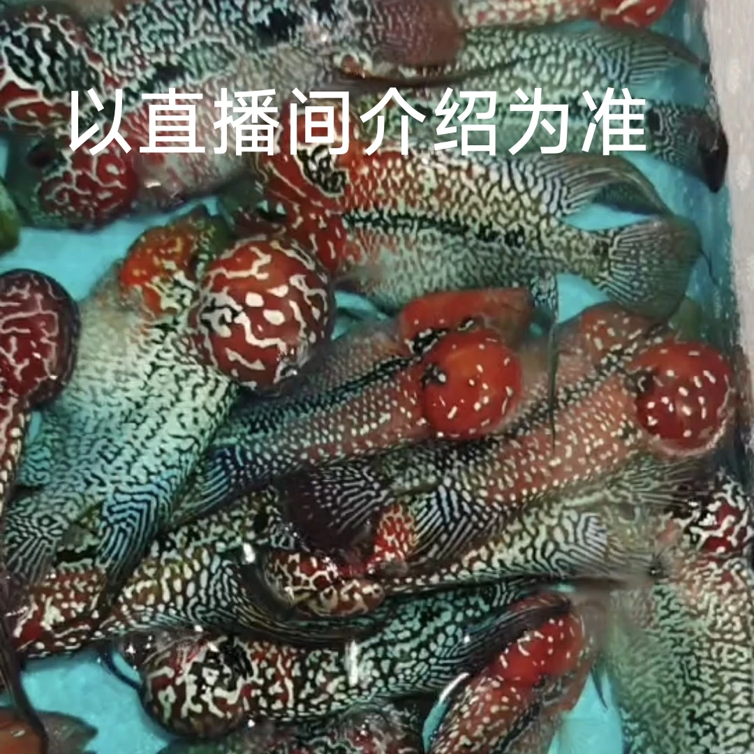 罗汉鱼热带观赏鱼起头率高好养耐活