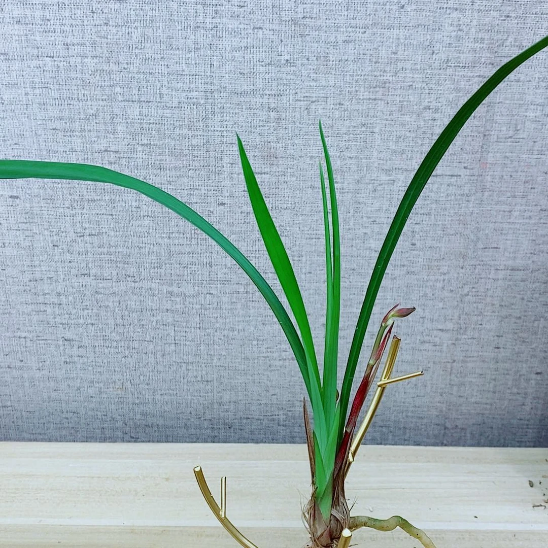 当前无花栽培后可以开花年