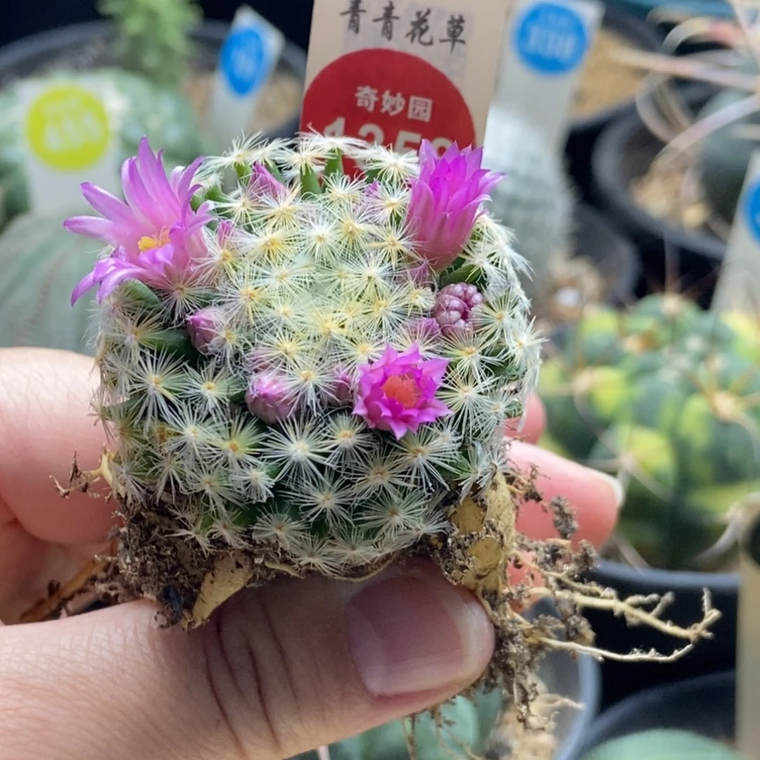 实生明星一棵仙人球