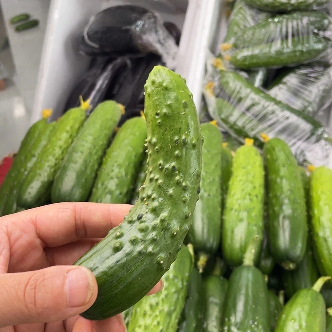 黄瓜妞盐咸菜用的中国大陆