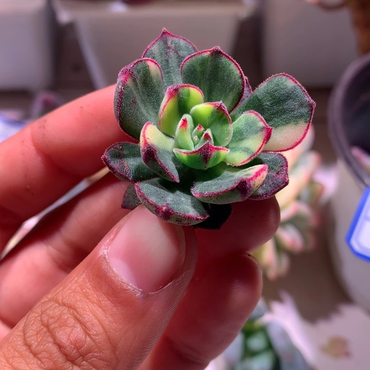 丹尼尔拉丝锦有根可嫁接