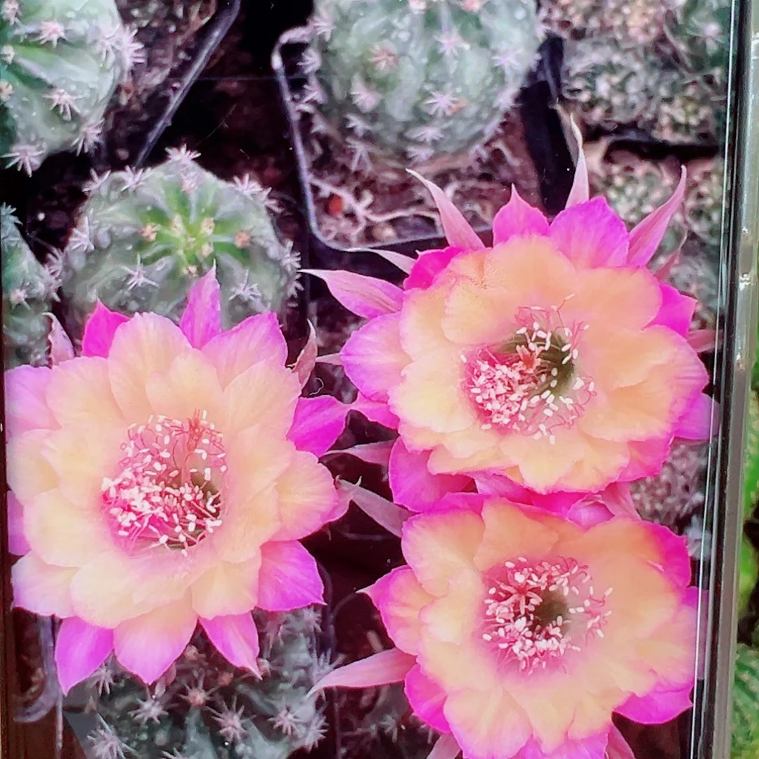 丽花极光侧芽 20 包邮