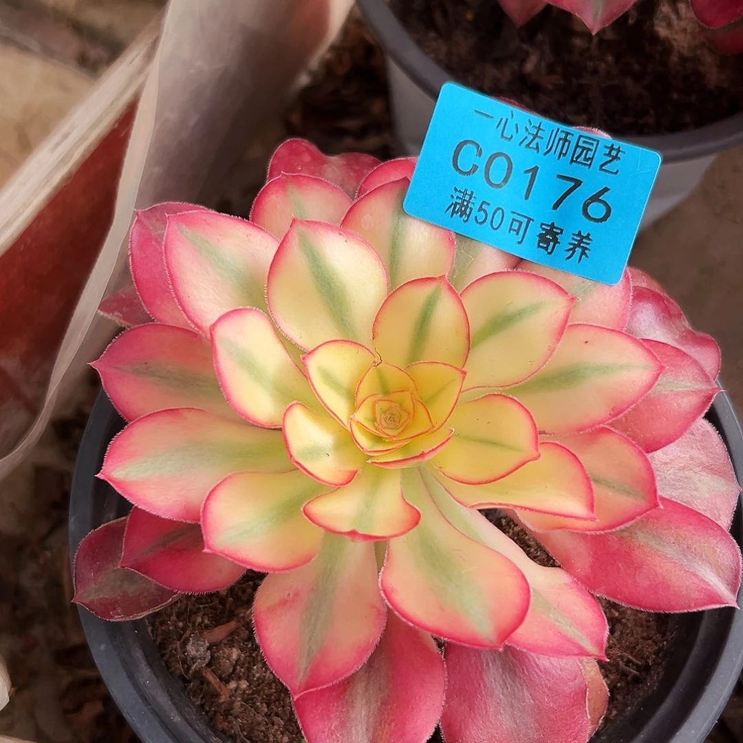 多肉植物0176爱丽丝