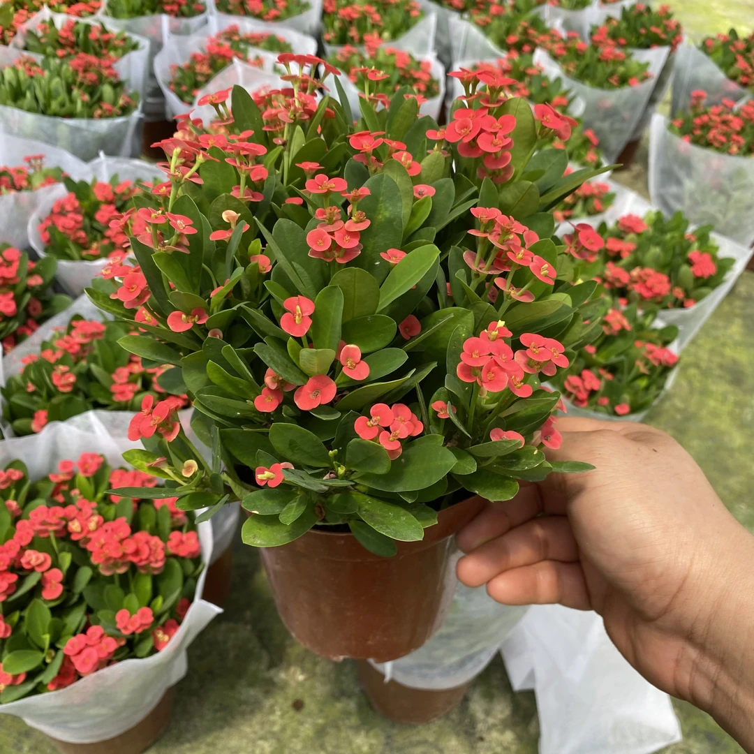 虎刺梅铁海棠室内阳台四季开花好养绿植花卉带花苞发货