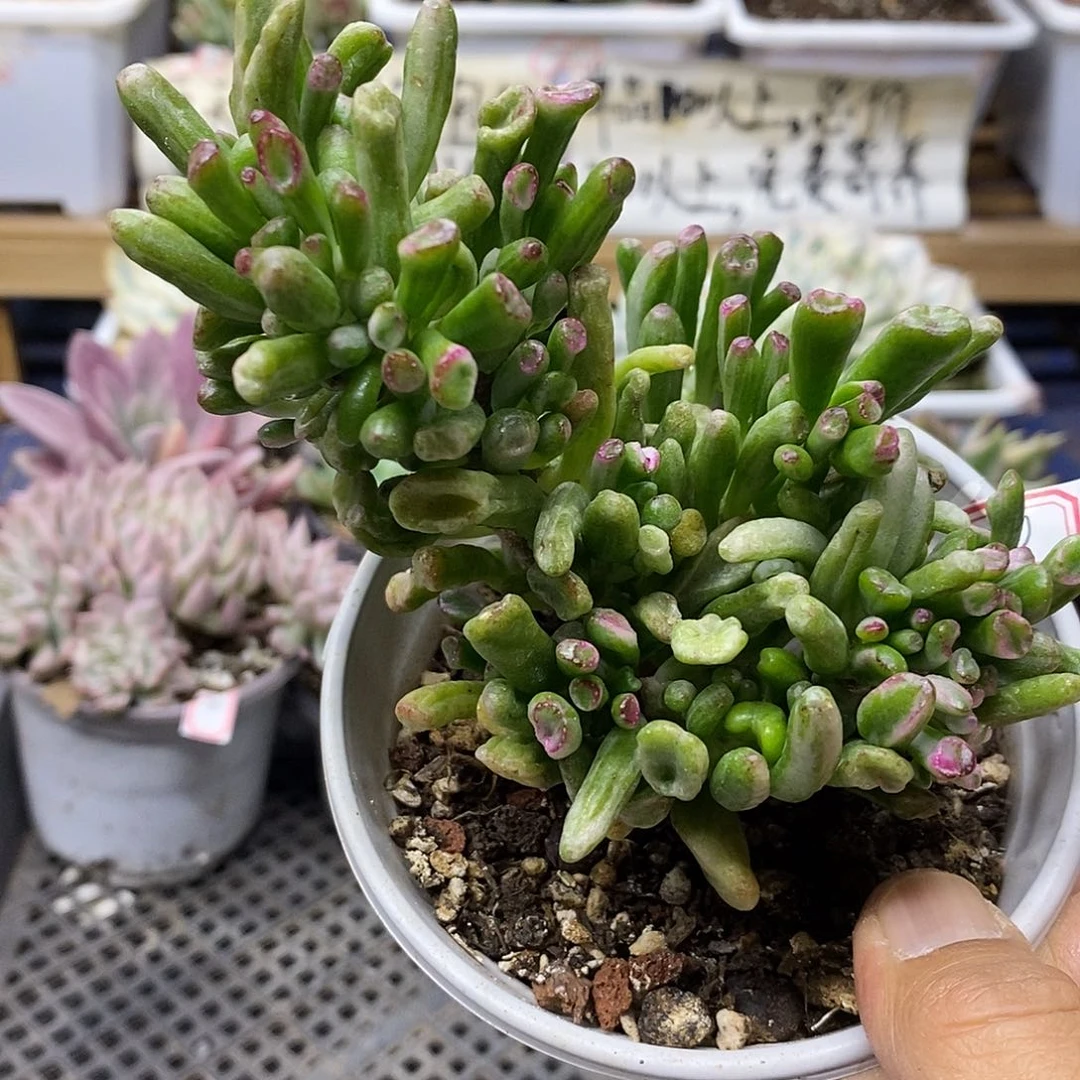 2540 吸财树锦自然群
