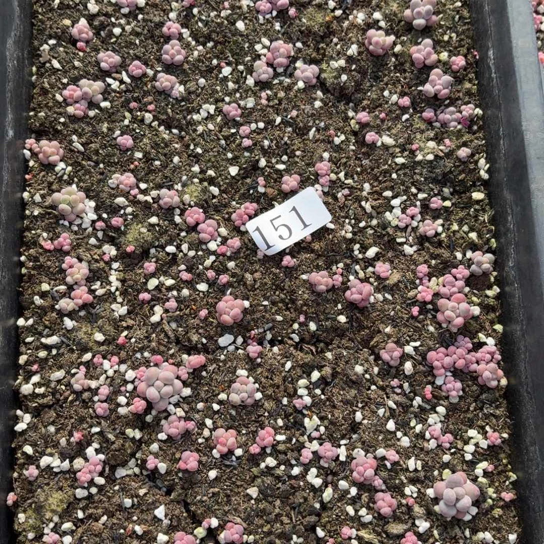 多肉植物多肉植物151