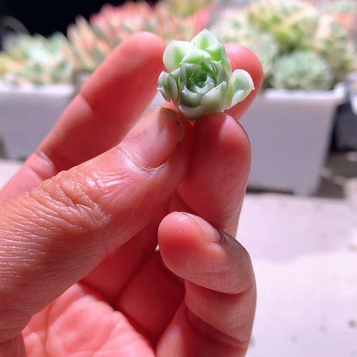 海琳娜白覆轮锦砍头