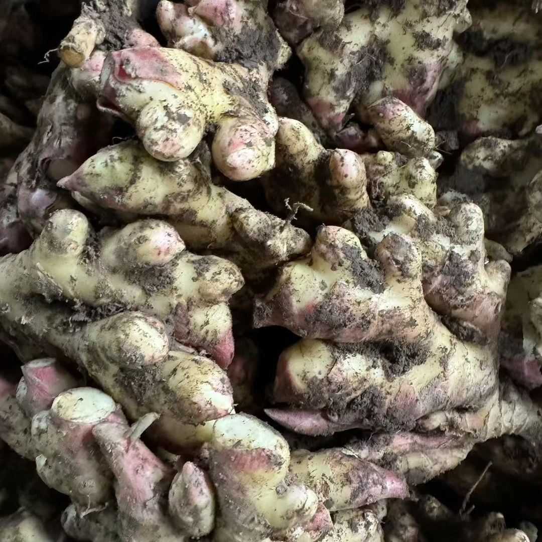 【阿豪精选】小黄姜（嫩）