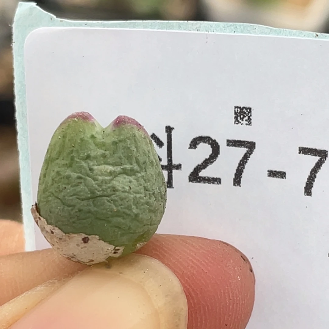 27-70白花c10多肉植物
