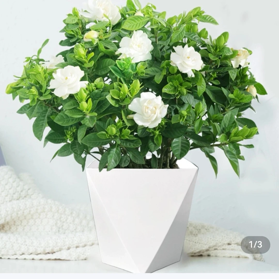 120盆栀子花送菱形盆盆栽花卉好养活耐冻