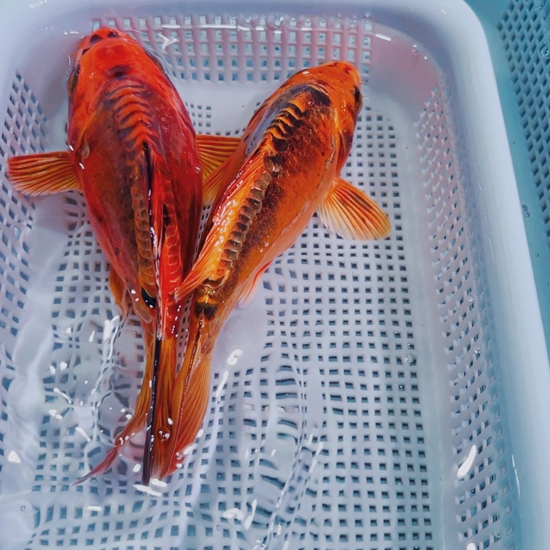 锦鲤锦鲤冷水鱼观赏104