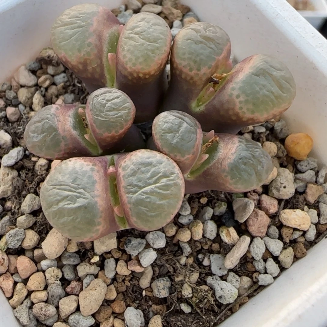 多肉植物酒红白窗28号