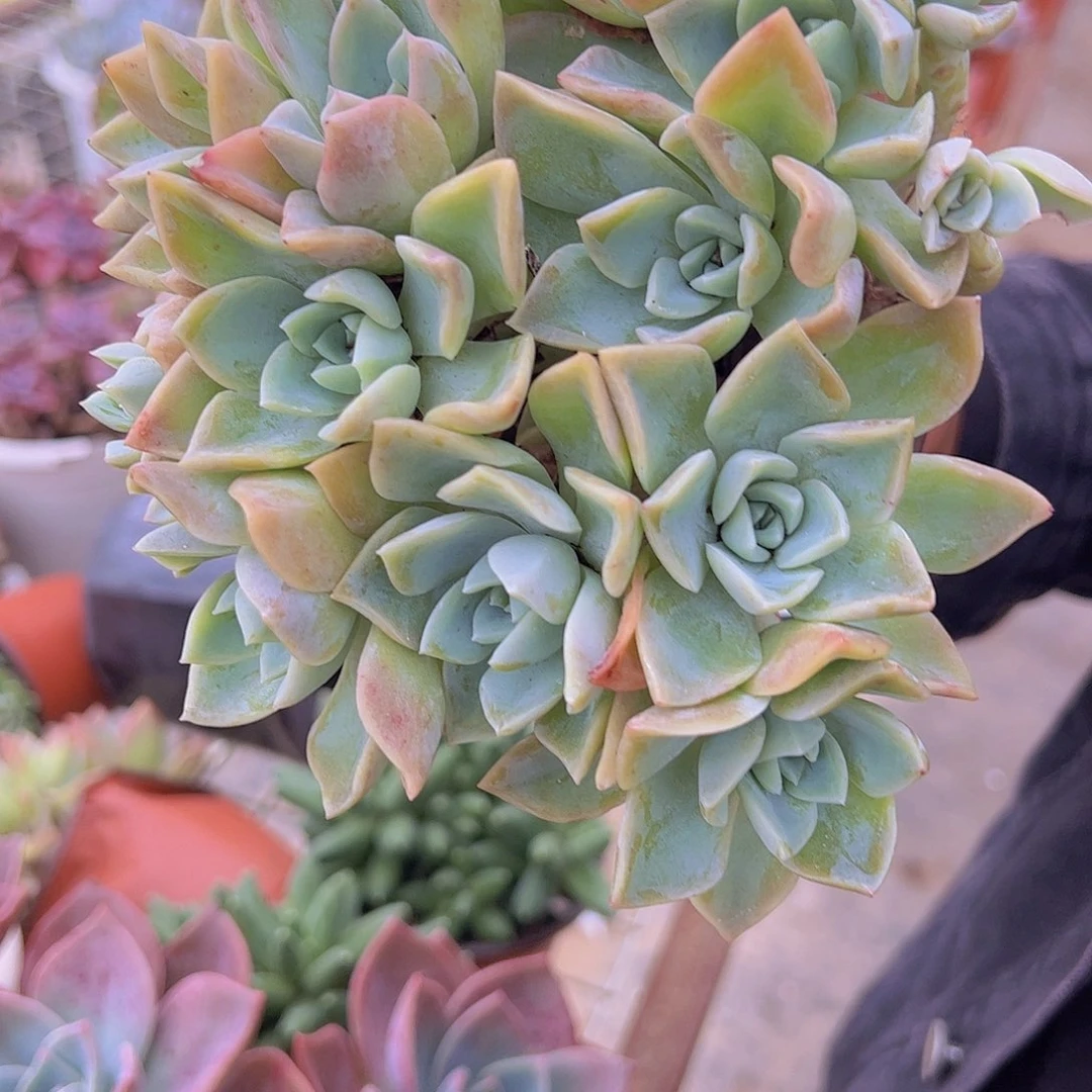 原始哈利沃森朵朵型