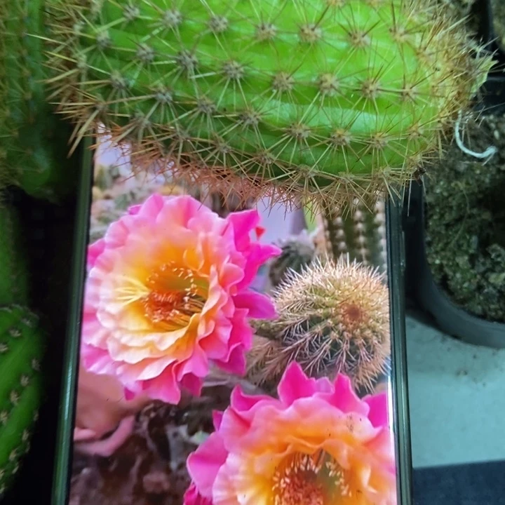 仙人球时光金妞侧芽一个