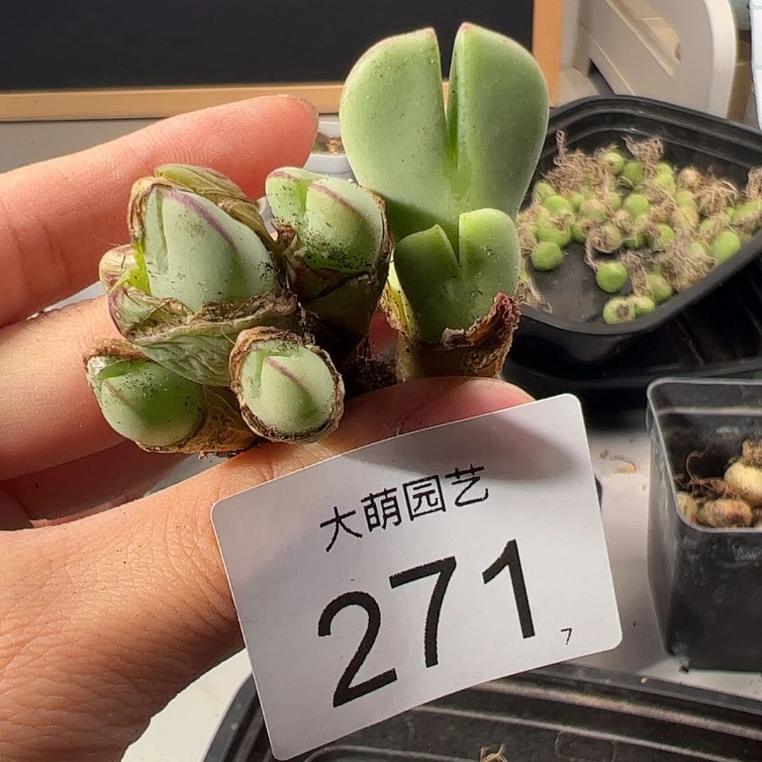 0000271 一物一拍