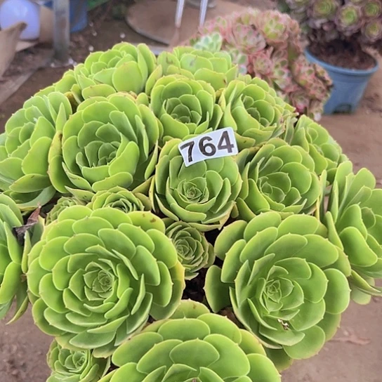 茗***子多肉植物一个绿玫瑰