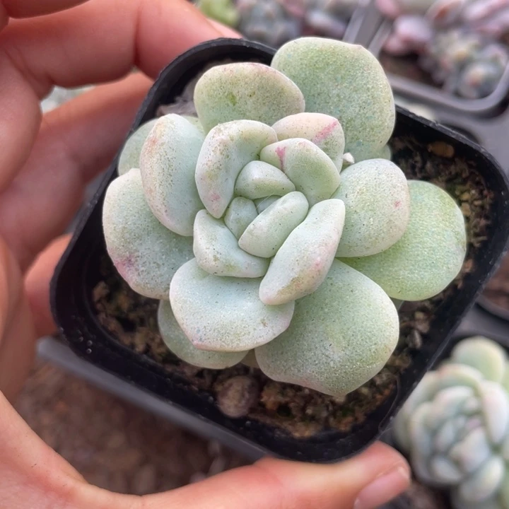 云***舒一物一拍满18包邮