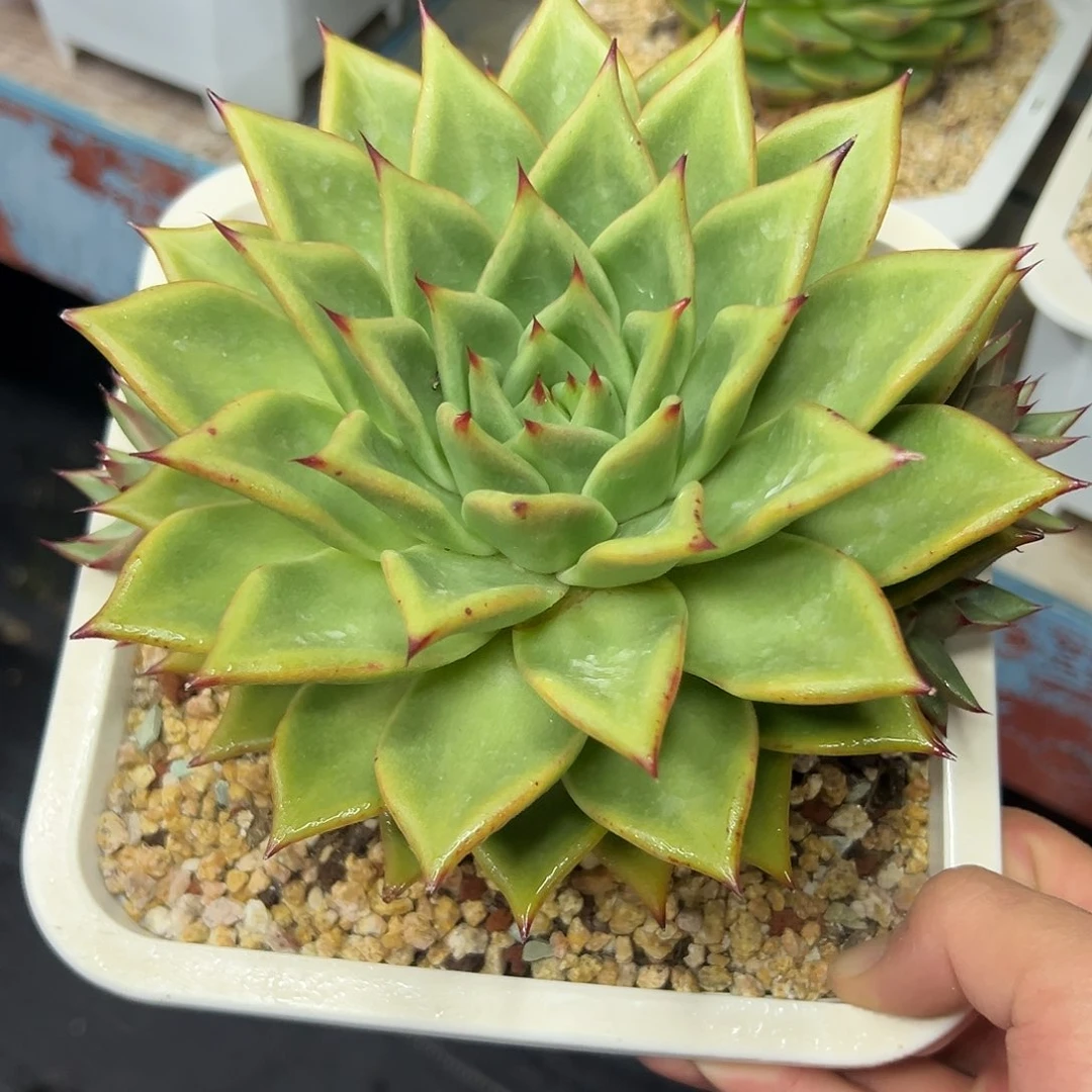 多肉植物一物一拍08