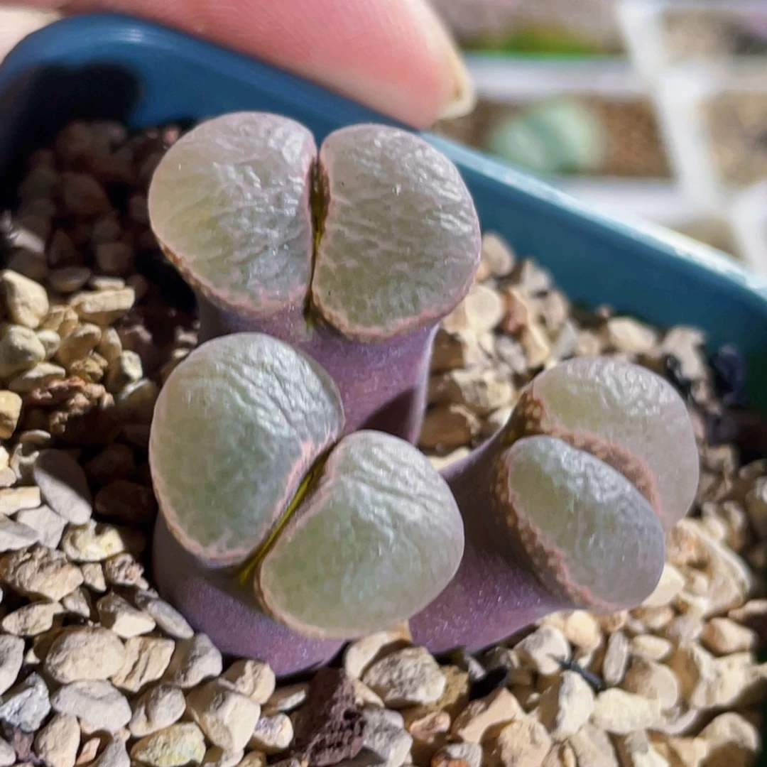 b23母本风铃植物一物一拍