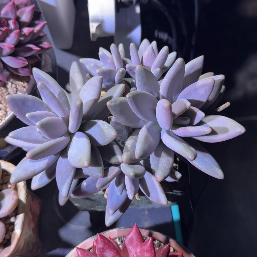 企鹅 5头 一物一拍