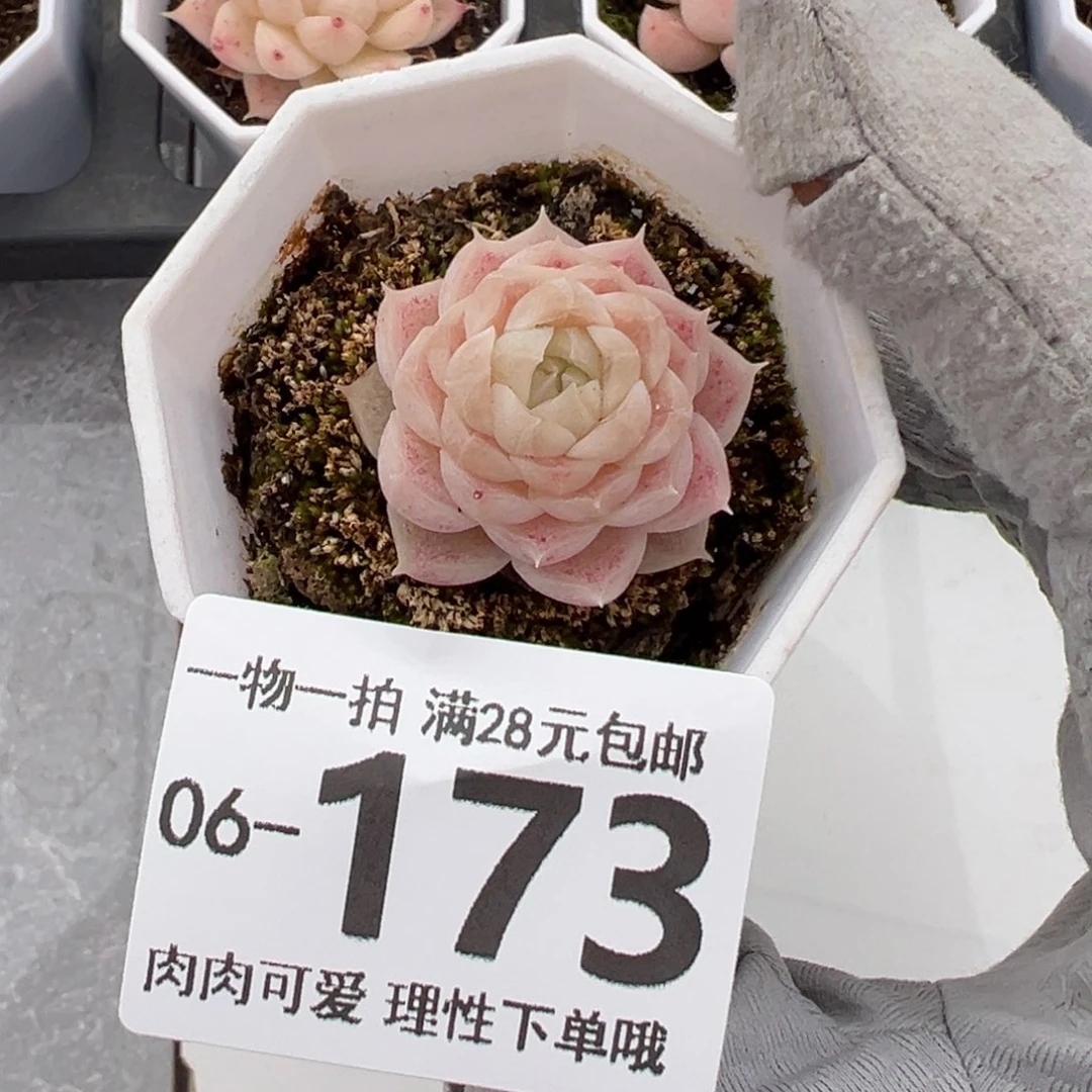 麦秆，多肉多肉多肉多肉