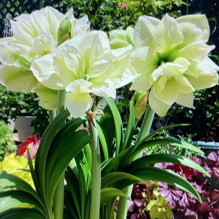 玛丽琳直径6.4cm左右带侧芽带花剑一颗