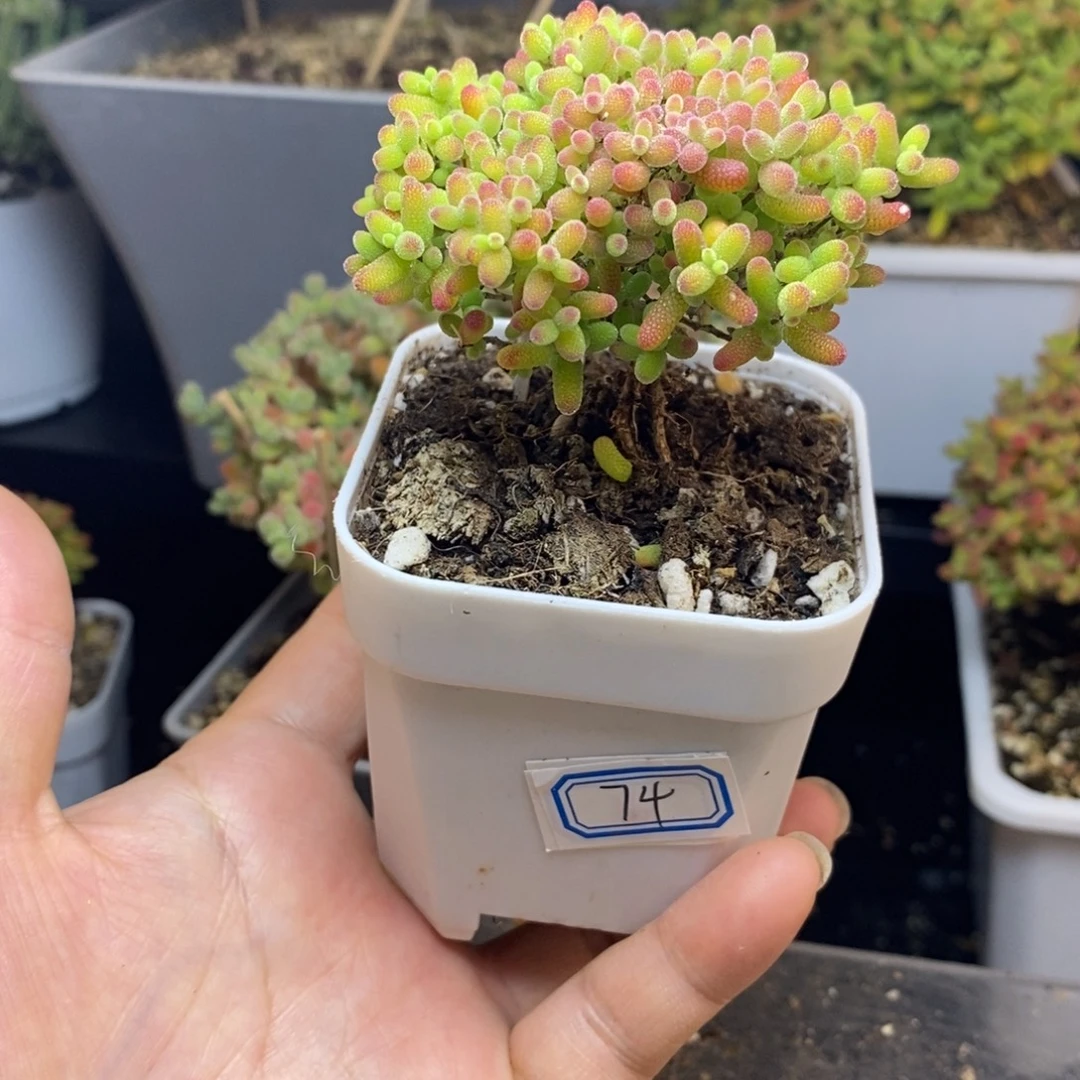 完全开放74号蜜橘糖球（6.5cm）