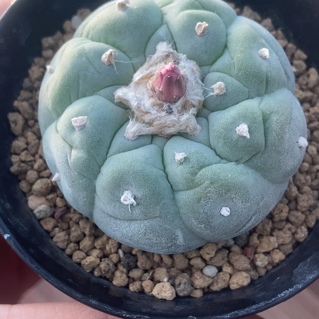 铁*无刺仙人球开花了，