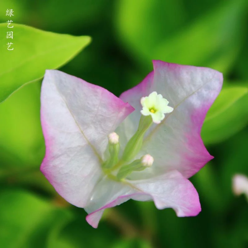 口红 三角梅 大苗三角梅好养活花卉绿植源头基地  不带花