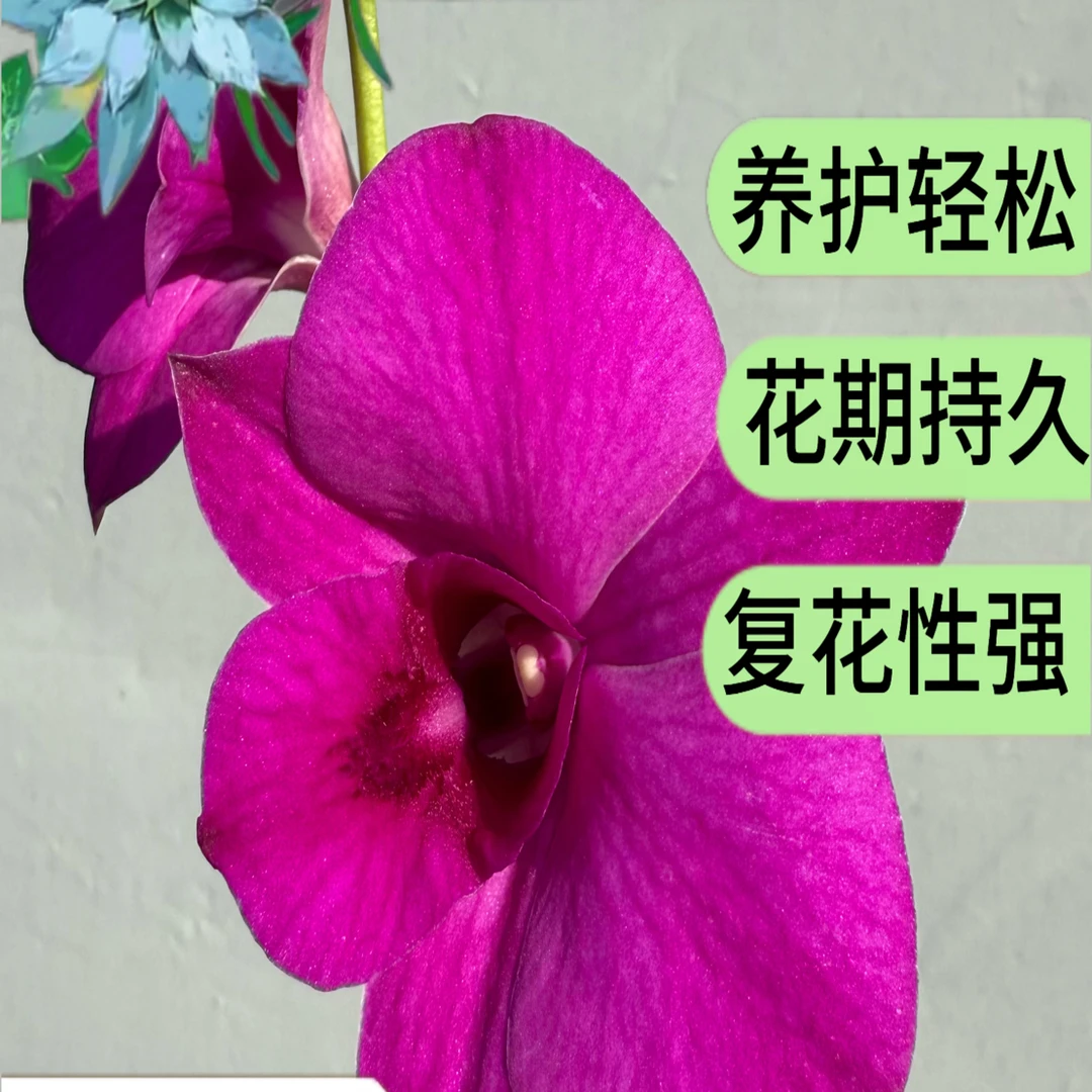 【小胖】精品石斛兰《久久红》盆栽昆明基地直发