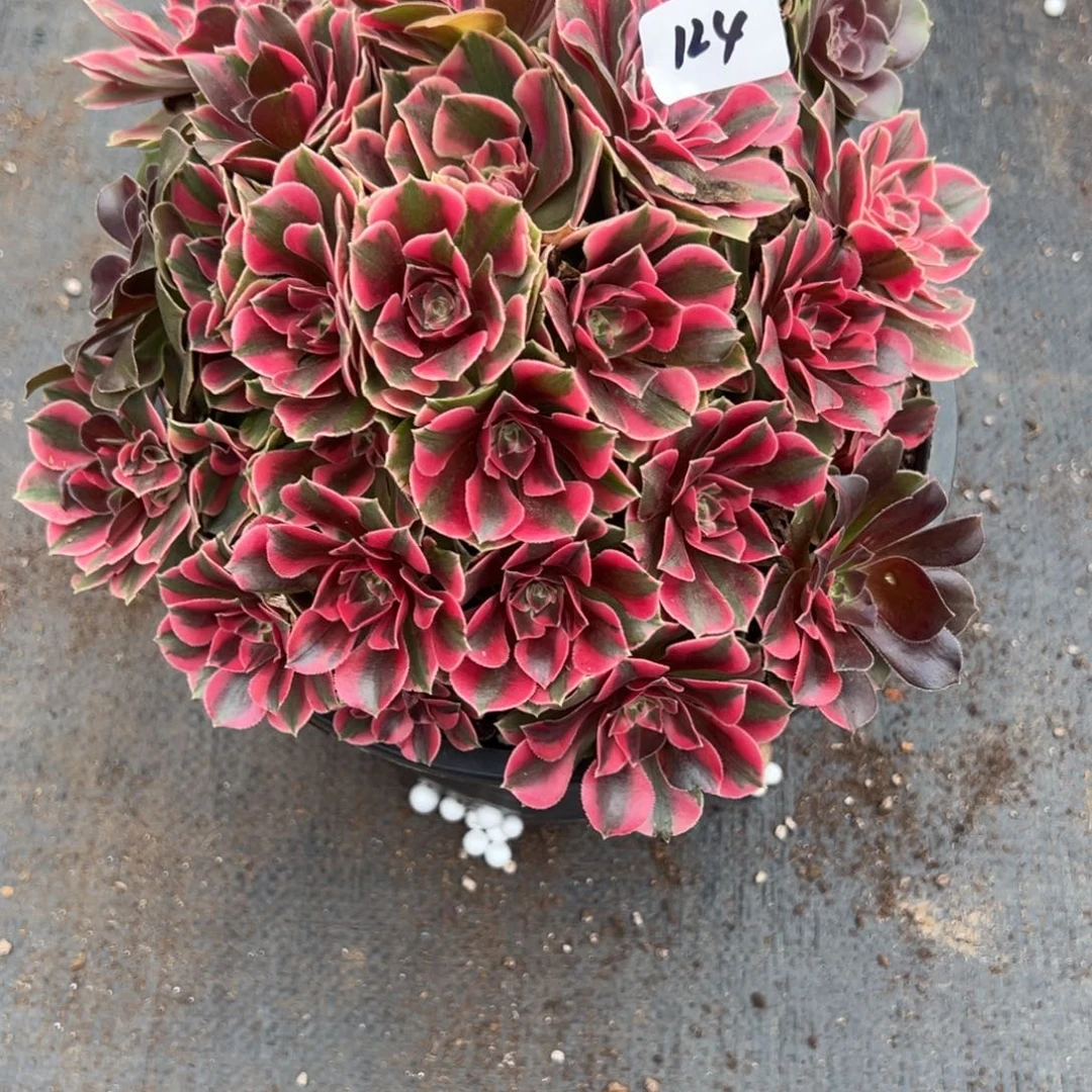 124女妖有微瑕多肉多肉多肉